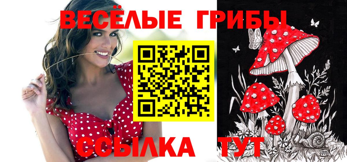 Галлюциногенные грибы Psilocybe Химки